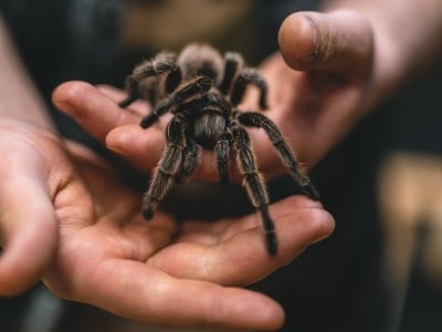 Are Spiders Good Pets? (15 Pros and Cons)