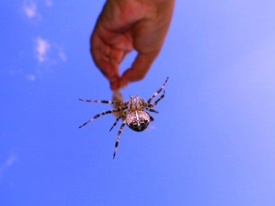 Do Spiders Bite Humans for No Reason? (Top Safety Tips)
