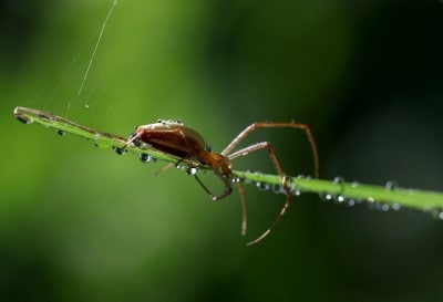 Do Spiders Drink Water?  (6 Facts You Should Know)