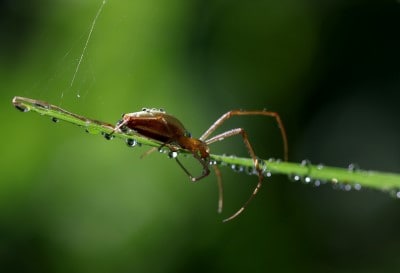 Do Spiders Drink Water