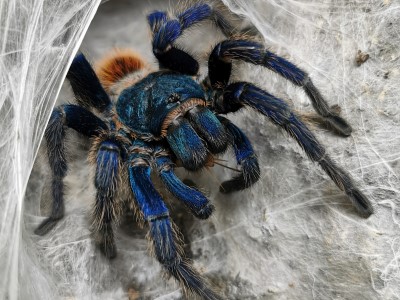 Do Tarantulas Make Webs? Facts You Should Know