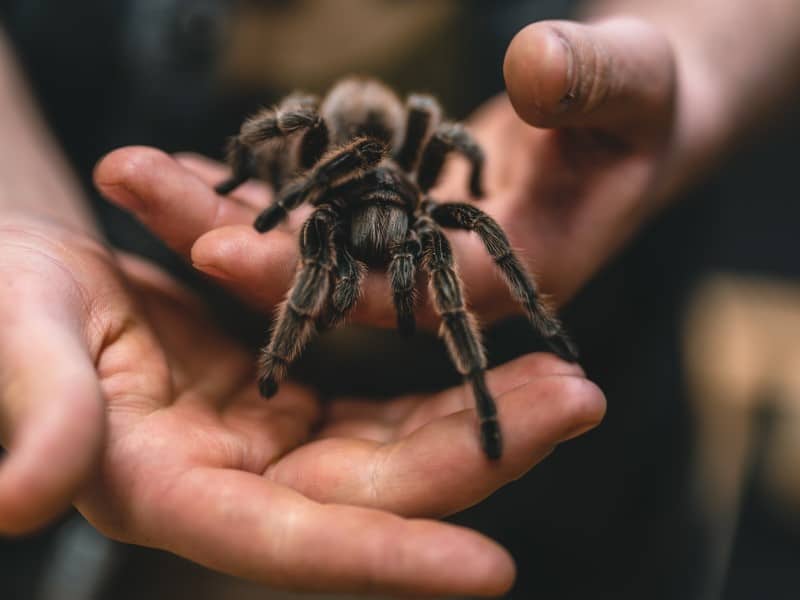 Are Spiders Good Pets? (15 Pros and Cons) – Cool Pets Advice