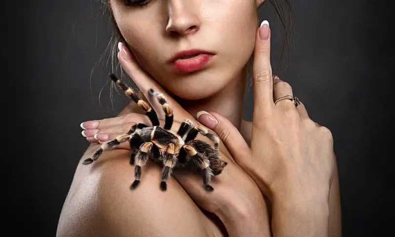 Do Pet Spiders Recognize Their Owners