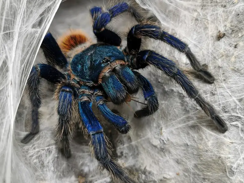 Do Tarantulas Make Webs? Facts You Should Know – Cool Pets Advice