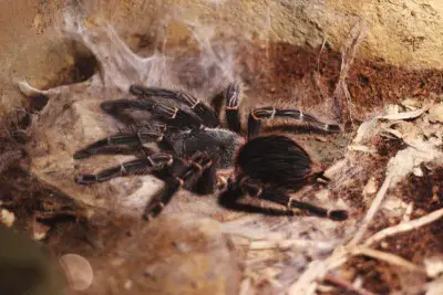 Are Tarantulas Insects or Animals