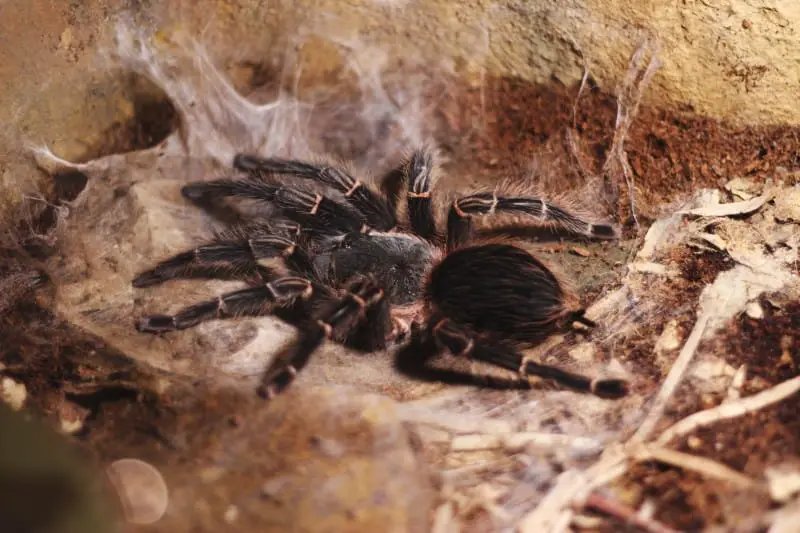 Are Tarantulas Insects or Animals