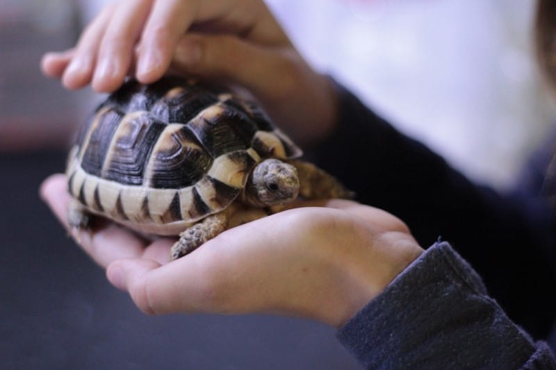 Are Tortoises Good Pets