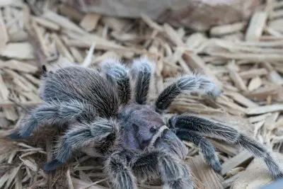 Old World vs New World Tarantulas, What’s the Difference?