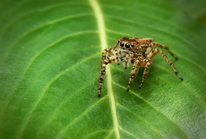 Do Tarantulas Eat Vegetables