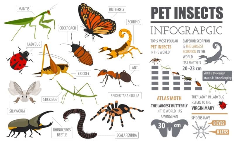 pet-insects-info-graphic