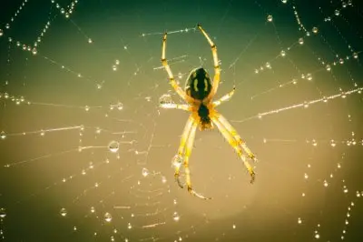 Do Spiders Sleep? Facts You Should Know