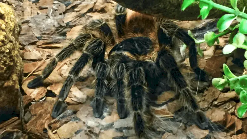 Do Tarantulas Need a Water Dish