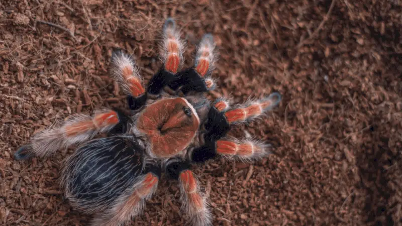 How Do I Know If My Tarantula Is Dying