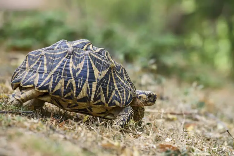 Can Tortoises Hear