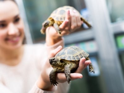Do Male or Female Tortoises Make Better Pets?