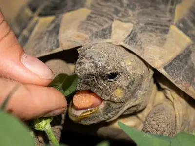 Do Tortoises Bite? Facts You Should Know