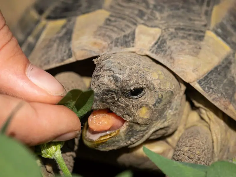 Do Tortoises Bite