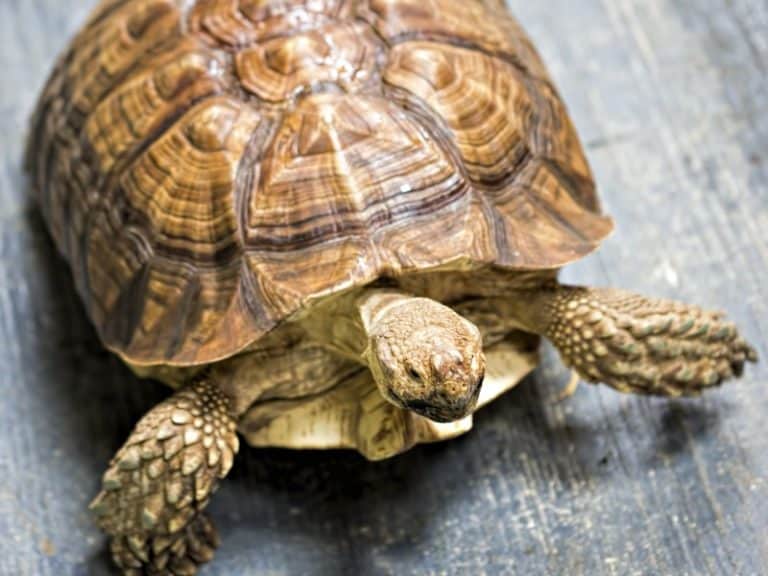 Do Tortoises Cry? Why? – Cool Pets Advice