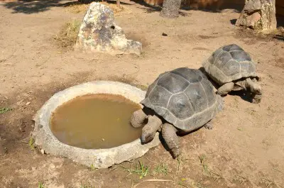 Do Tortoises Drink Water? Do Tortoises Need a Water Dish?