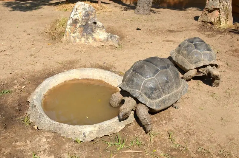 Do Tortoises Drink Water