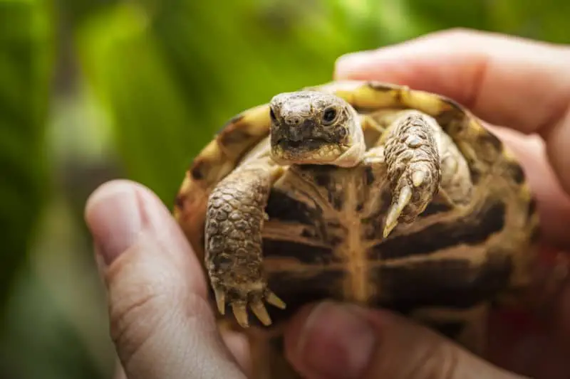 tortoise eyesight