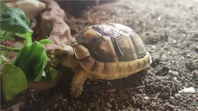 Best Bedding Substrates for Tortoises