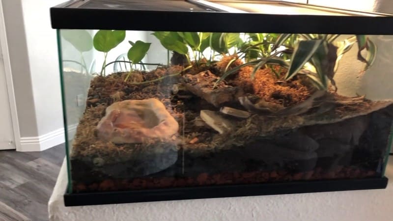 Best Tarantula Enclosures