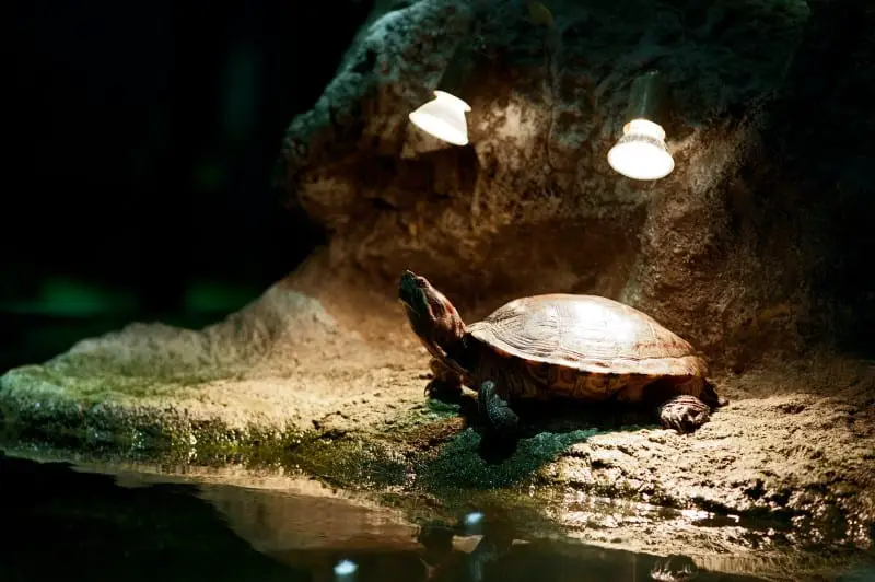 Best Tortoise Heat Lamps & UVB Bulbs