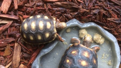 5 Best Tortoise Water Dishes & Bowls In 2023 (Buying Guide & Review)