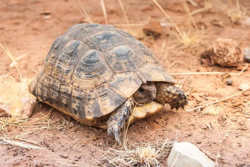 Can Tortoises Get Fat