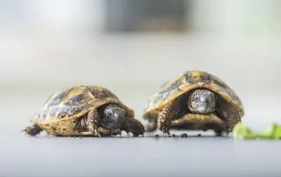 Can You Keep Two Tortoises Together