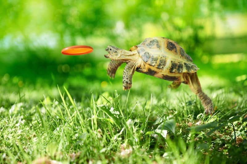 Do Pet Tortoises Need Toys
