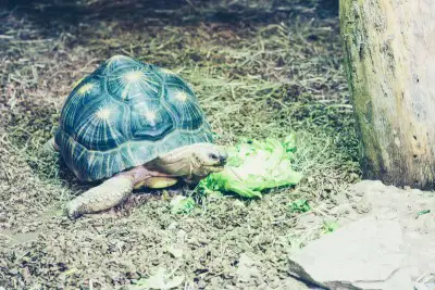 Do Tortoises and Turtles Smell?