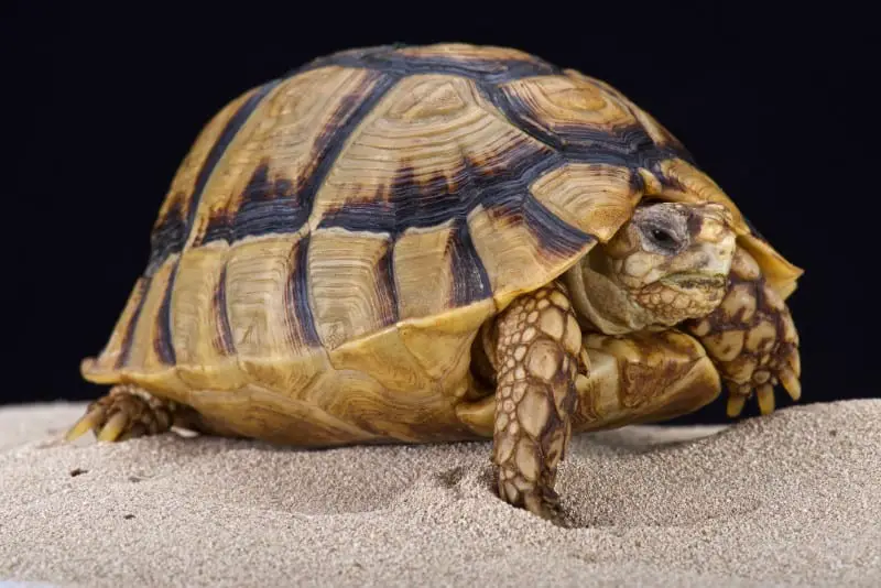 Egyptian Tortoise