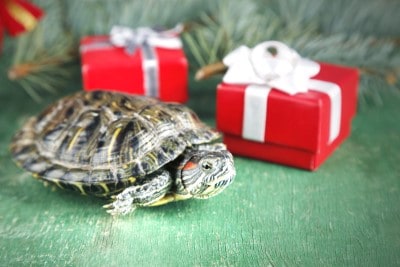 Gift Ideas for Tortoise and Turtle Lovers