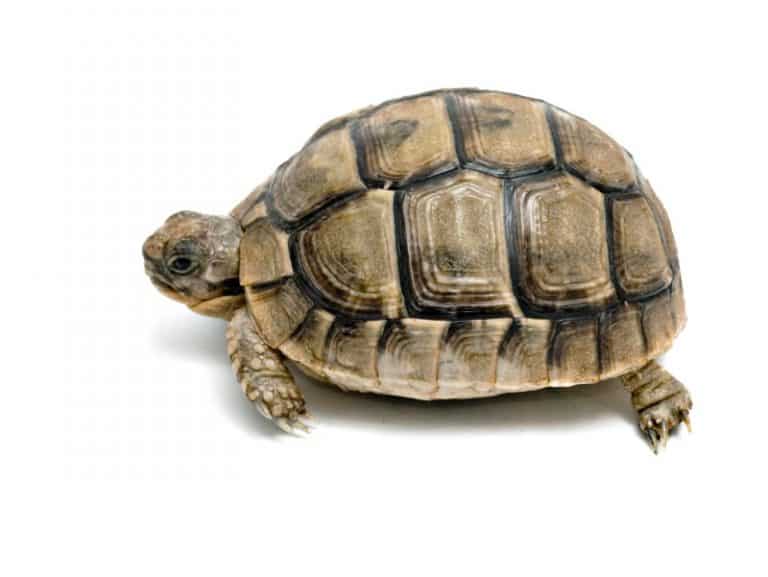 14 Best Pet Tortoises For Beginners: Small To Large (With Pictures ...