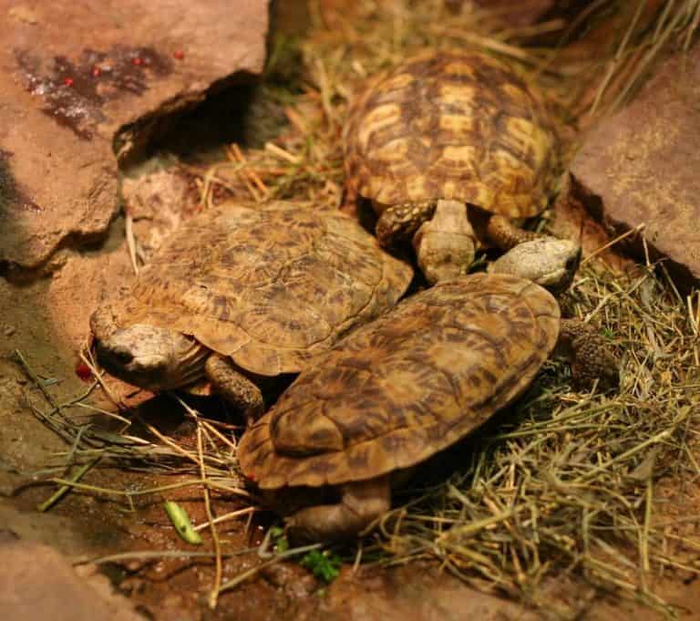 14 Best Pet Tortoises For Beginners: Small To Large (With Pictures ...