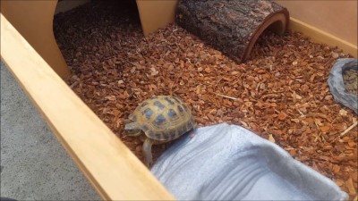 How Much Does a Pet Tortoise Cost? (Initial and Yearly Cost Breakdown)