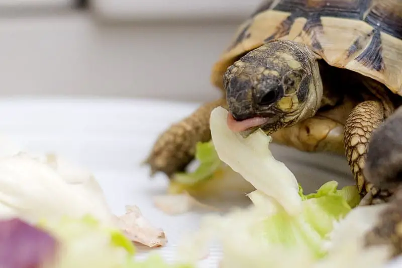 Pet Tortoise Not Eating