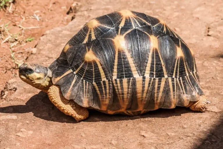 14 Best Pet Tortoises For Beginners: Small To Large (With Pictures ...