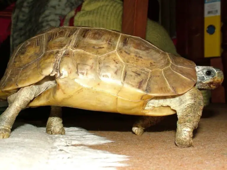 14 Best Pet Tortoises For Beginners: Small To Large (With Pictures ...