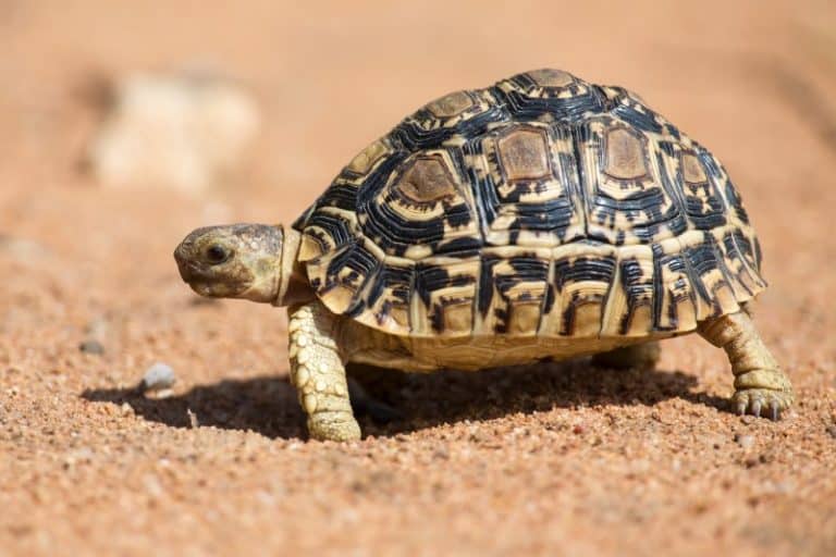 14 Best Pet Tortoises For Beginners: Small To Large (With Pictures ...