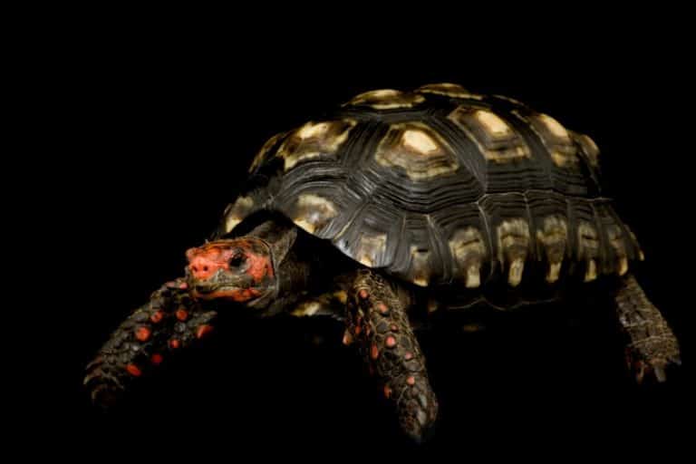 14 Best Pet Tortoises For Beginners: Small To Large (With Pictures ...