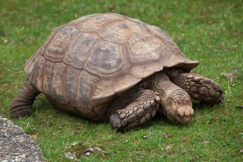 The Sulcata Tortoise