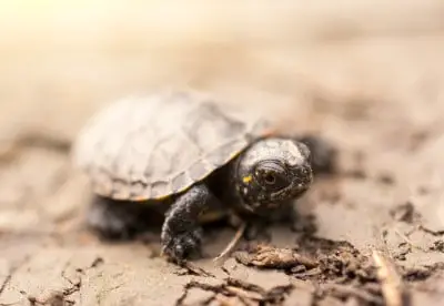 Tortoise Body: 11 Facts You Should Know (Explained)