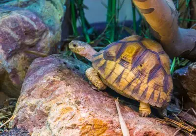 Tortoise Lifespan: Shortest To Longest