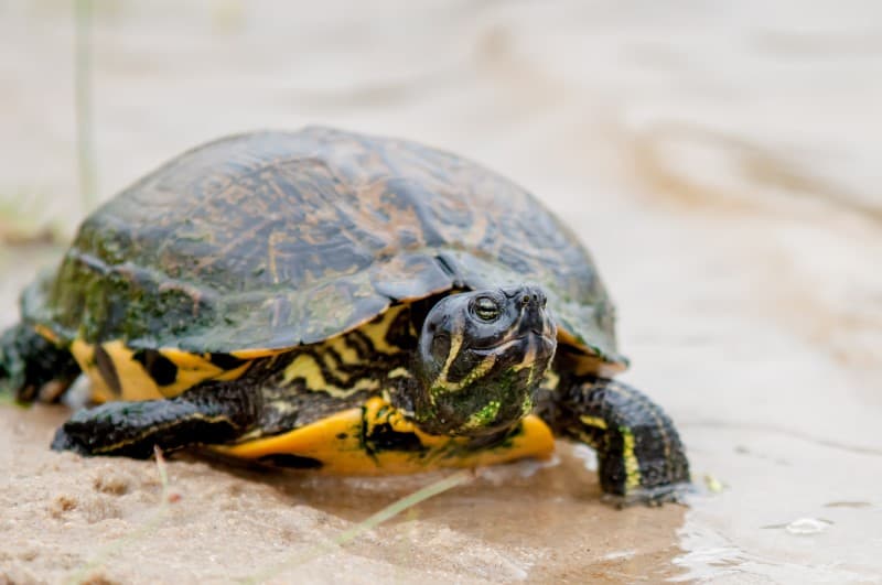 Tortoise Poop