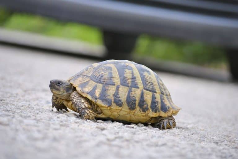 Your Tortoise Run Away? You Need To Read This – Cool Pets Advice