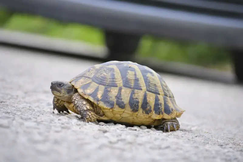 Tortoise Run Away