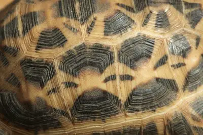 Tortoise Shell: 14 Facts You Should Know (Explained)